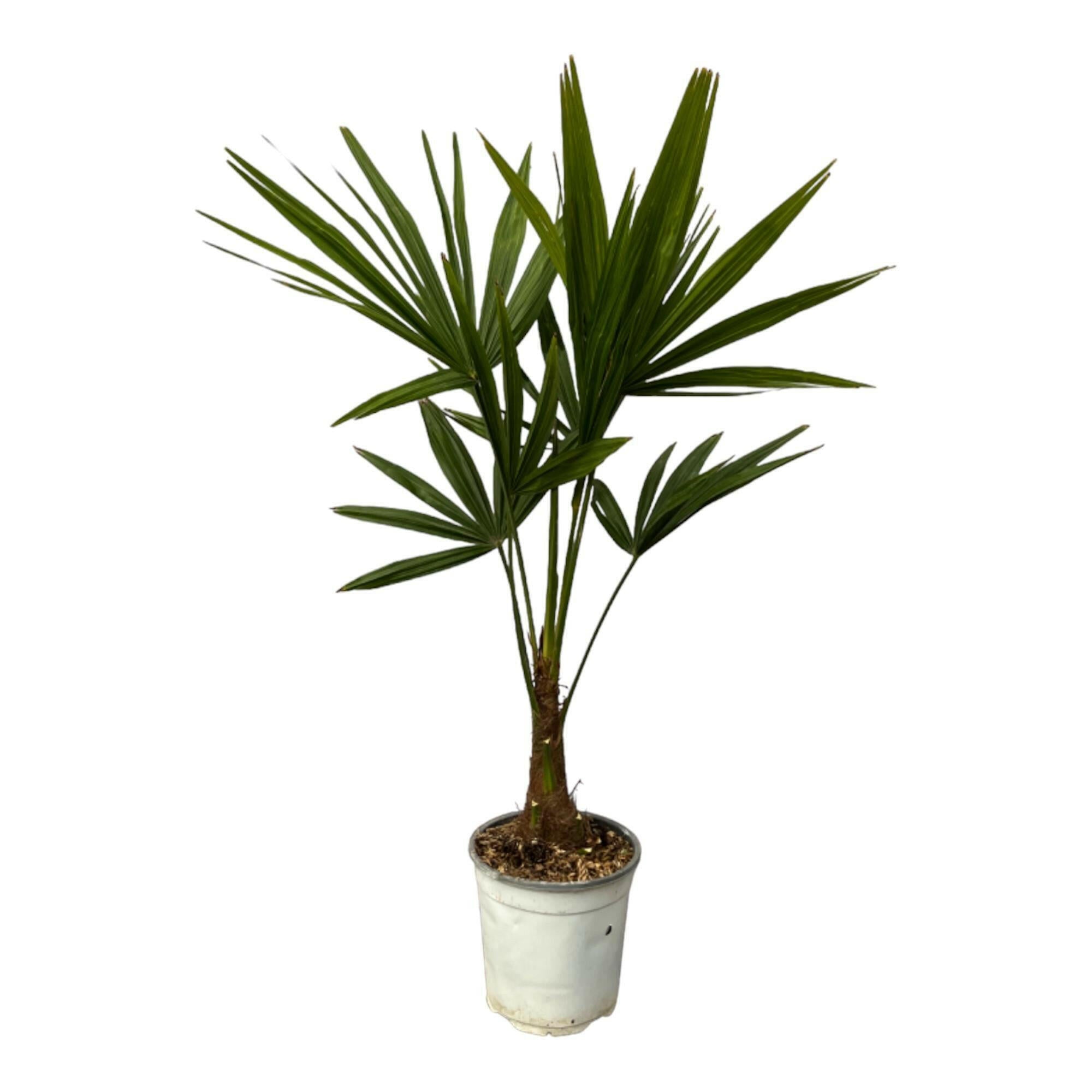 Exotische Trachycarpus Fortuneii Palm - ↨100cm - Ø18 - Sierplantenshop