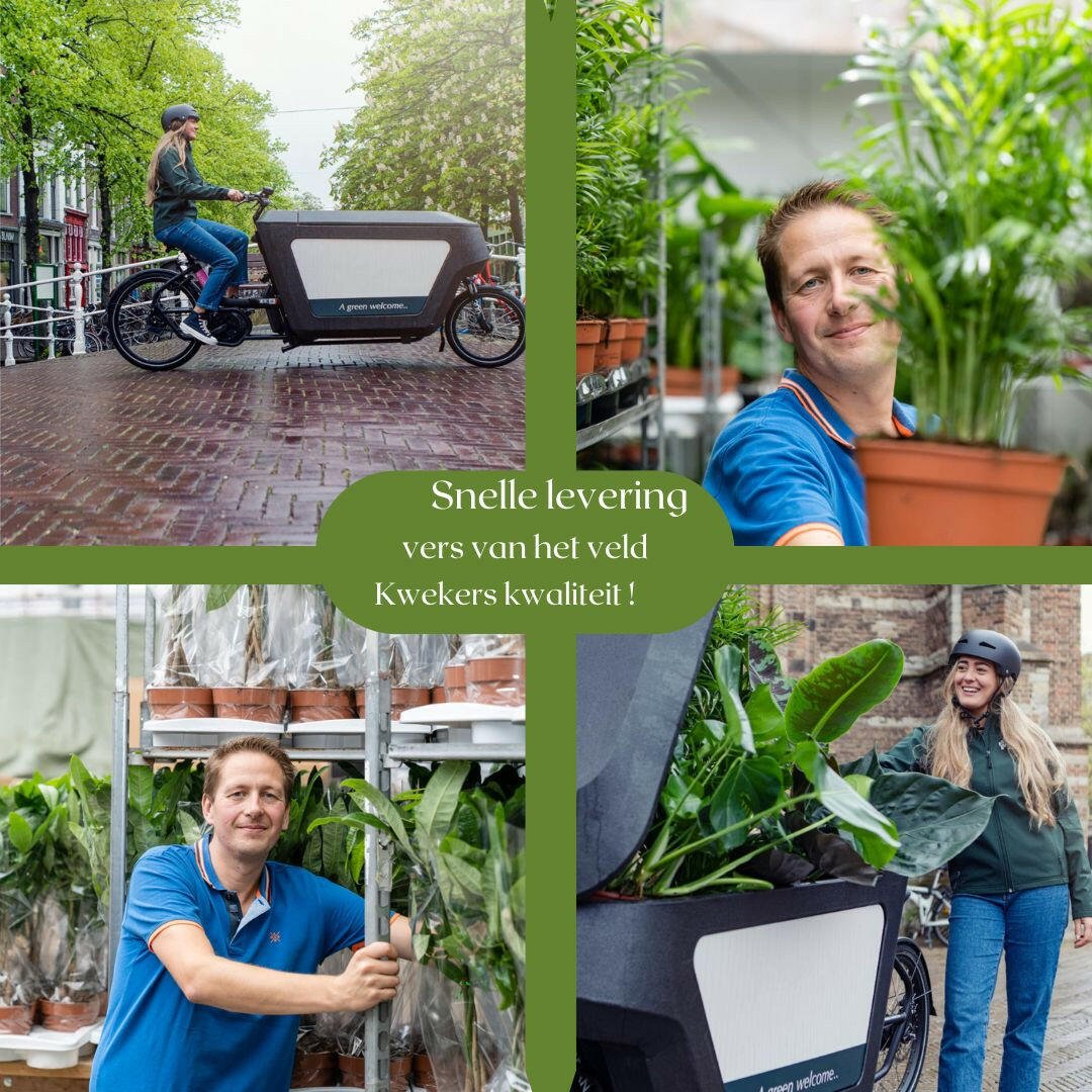 Exotische Trachycarpus Fortuneii Palm - ↨100cm - Ø18 - Sierplantenshop