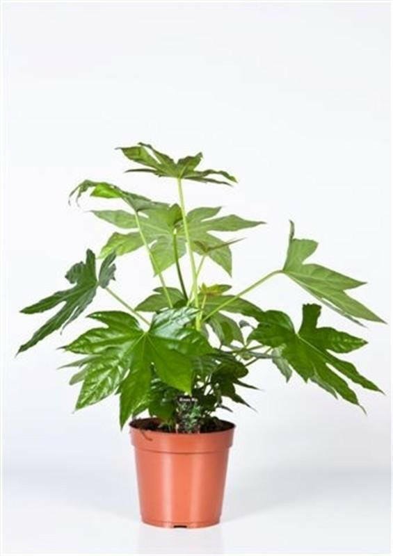 Fatsia Japonica - ↕50cm - Ø17 - Sierplantenshop