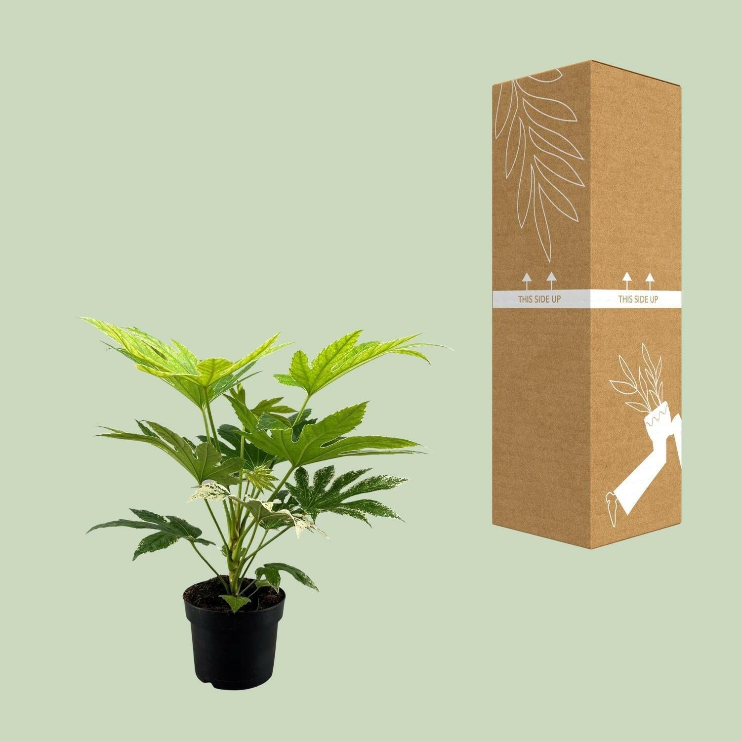 Fatsia Japonica Spider Web - ↕50cm - Ø17 - Sierplantenshop