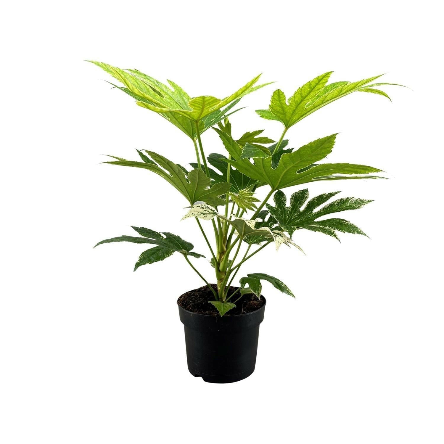 Fatsia Japonica Spider Web - ↕50cm - Ø17 - Sierplantenshop
