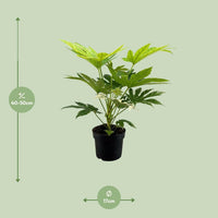 Fatsia Japonica Spider Web - ↕50cm - Ø17 - Sierplantenshop