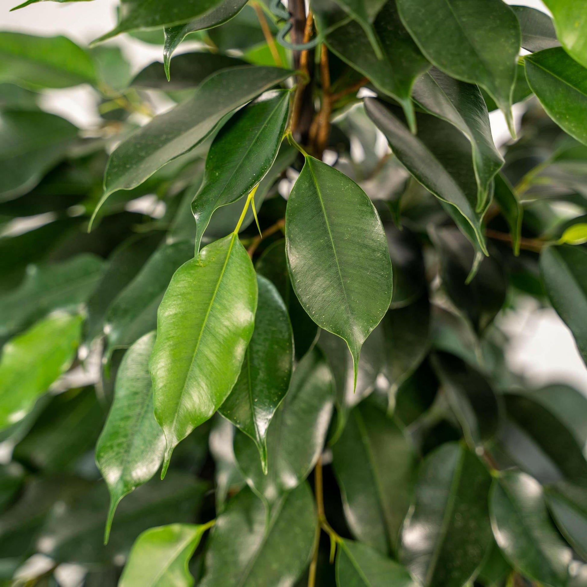 Ficus benjamina Danielle - Elegante Sierplant met Pot Mayk Lead ↕95cm - Ø21 - Sierplantenshop