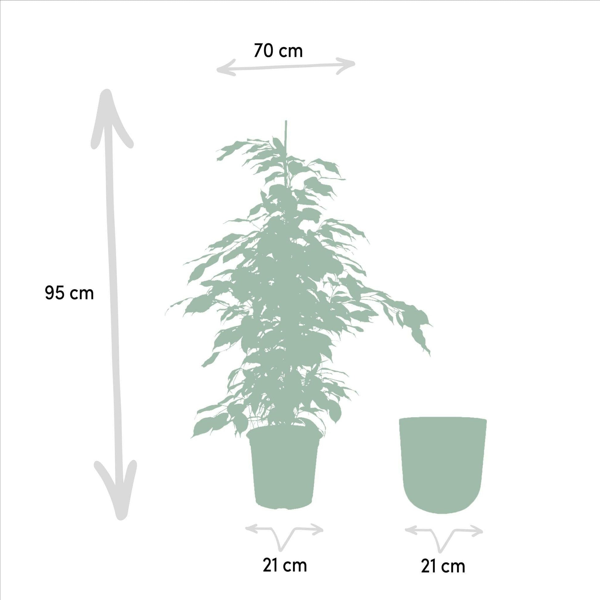 Ficus benjamina Danielle - Elegante Sierplant met Pot Mayk Lead ↕95cm - Ø21 - Sierplantenshop