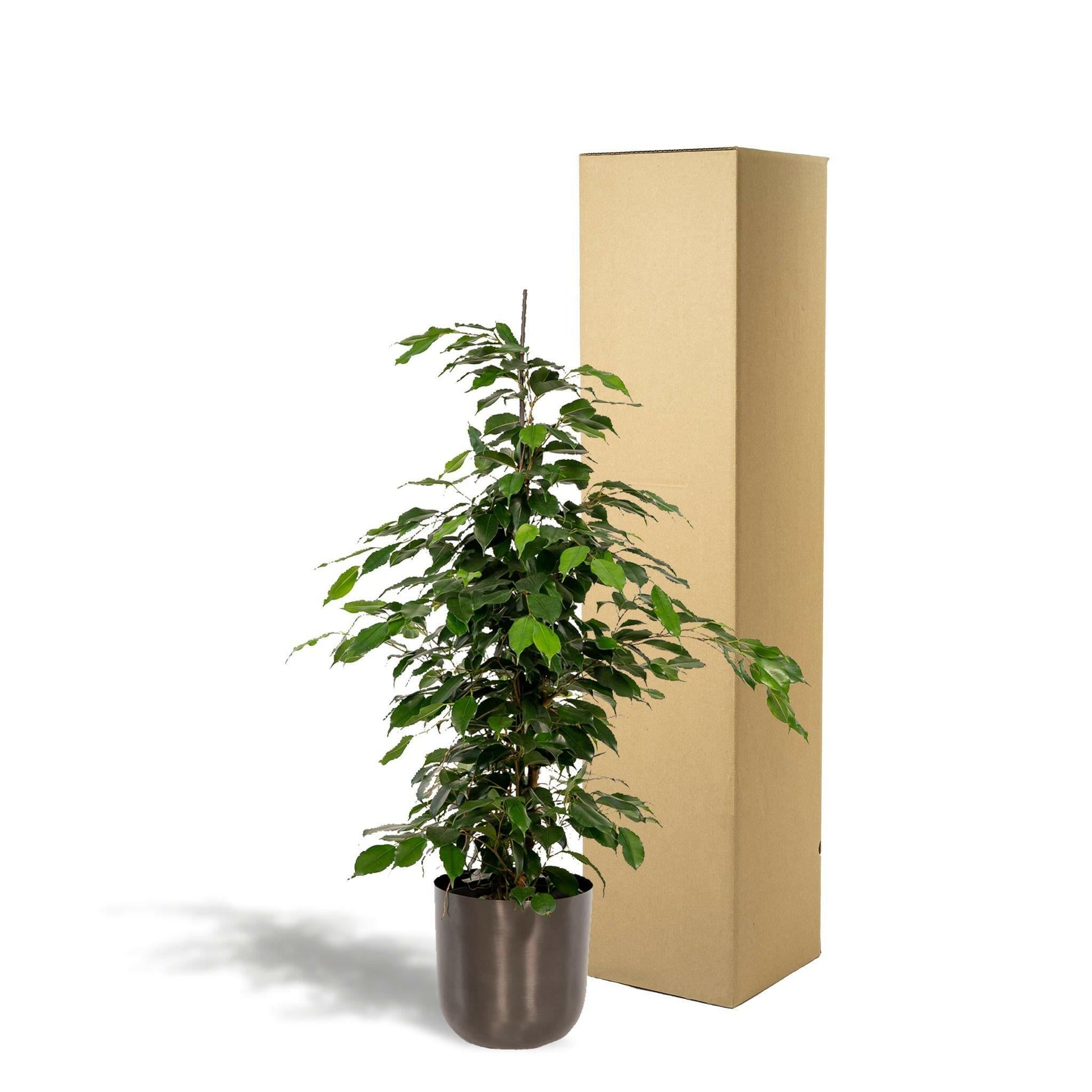 Ficus benjamina Danielle - Elegante Sierplant met Pot Mayk Lead ↕95cm - Ø21 - Sierplantenshop