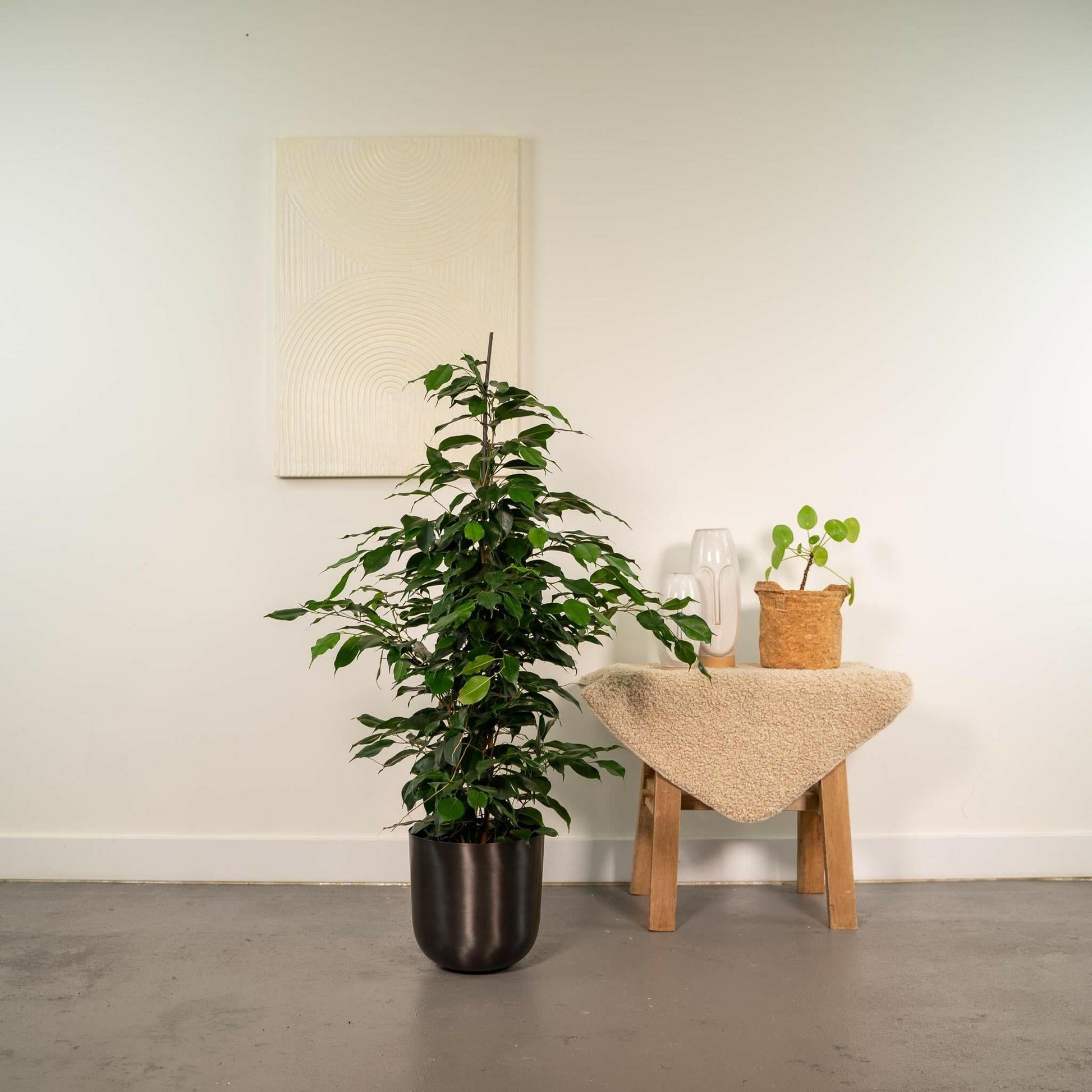 Ficus benjamina Danielle - Elegante Sierplant met Pot Mayk Lead ↕95cm - Ø21 - Sierplantenshop