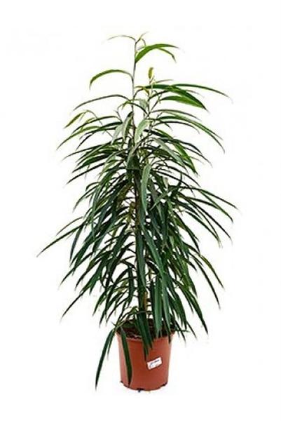 Ficus Binnendijkii 'Alii' - ↕50cm - Ø17 - Sierplantenshop