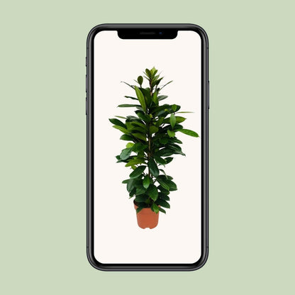 Ficus Cyathistipula - ↨105cm - Ø21 - Sierplantenshop
