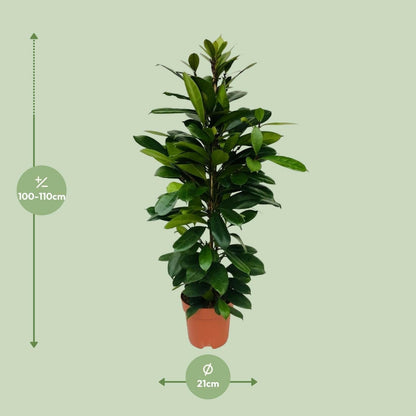 Ficus Cyathistipula - ↨105cm - Ø21 - Sierplantenshop