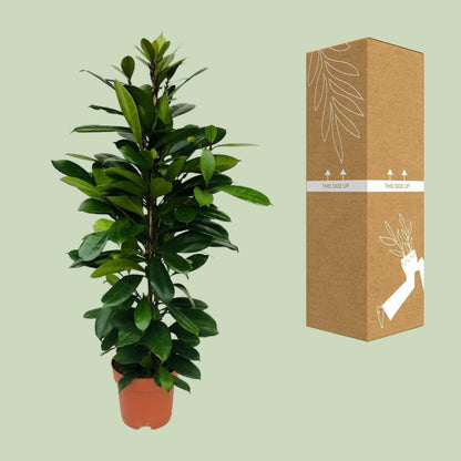 Ficus Cyathistipula - ↨105cm - Ø21 - Sierplantenshop