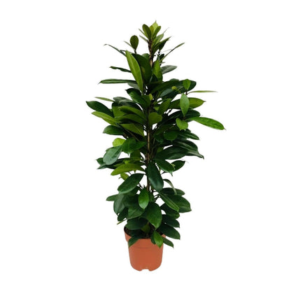 Ficus Cyathistipula - ↨105cm - Ø21 - Sierplantenshop