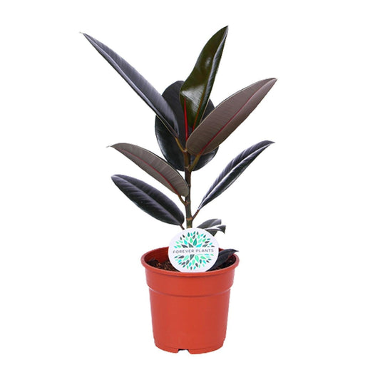 Ficus Elastica Abidjan - ↕55cm - Ø17 - Sierplantenshop