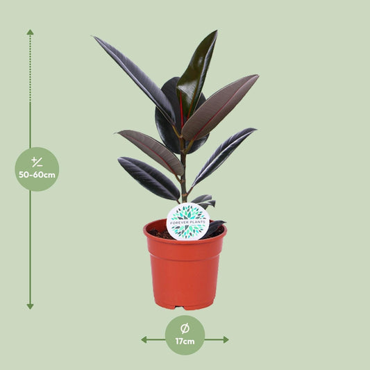 Ficus Elastica Abidjan - ↕55cm - Ø17 - Sierplantenshop