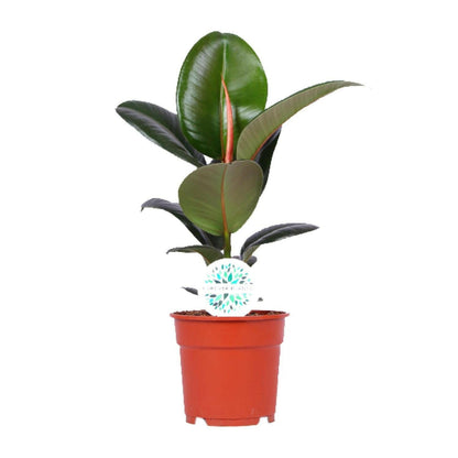 Ficus Elastica Robusta - ↕55cm - Ø17 - Sierplantenshop