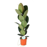 Ficus elastica Robusta - ↕90cm - Ø21 - Sierplantenshop