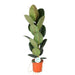 Ficus elastica Robusta - ↕90cm - Ø21 - Sierplantenshop