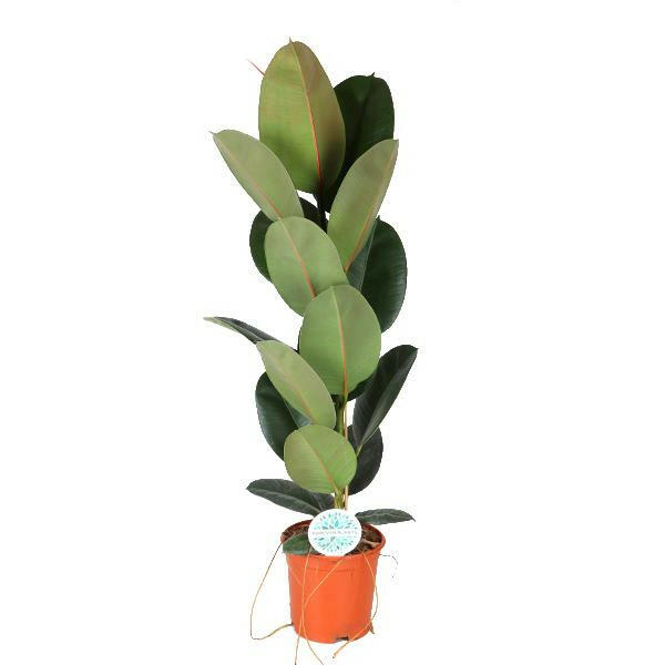 Ficus elastica Robusta - ↕90cm - Ø21 - Sierplantenshop