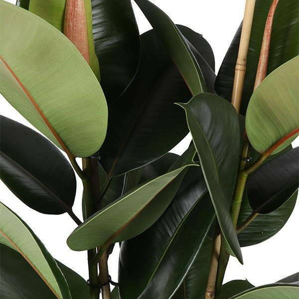 Ficus elastica Robusta - ↕90cm - Ø21 - Sierplantenshop