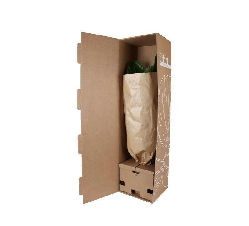 Ficus elastica Robusta - ↕90cm - Ø21 - Sierplantenshop