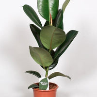 Ficus Elastica Robusta - Ø17cm - ↕65cm - Sierplantenshop