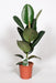 Ficus Elastica Robusta - Ø17cm - ↕65cm - Sierplantenshop