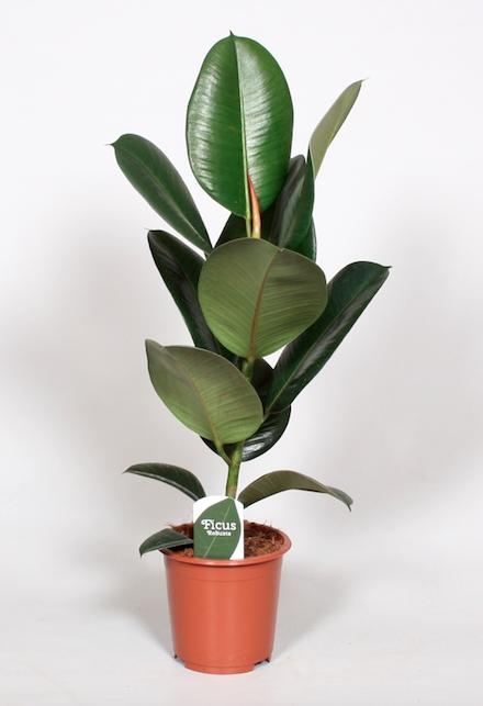 Ficus Elastica Robusta - Ø17cm - ↕65cm - Sierplantenshop