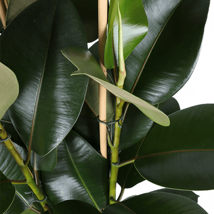 Ficus Elastica Robusta Ø27cm - ↕115cm - Sierplantenshop