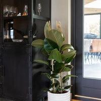 Ficus Elastica Robusta Ø27cm - ↕115cm - Sierplantenshop