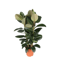 Ficus Elastica Robusta Ø27cm - ↕115cm - Sierplantenshop