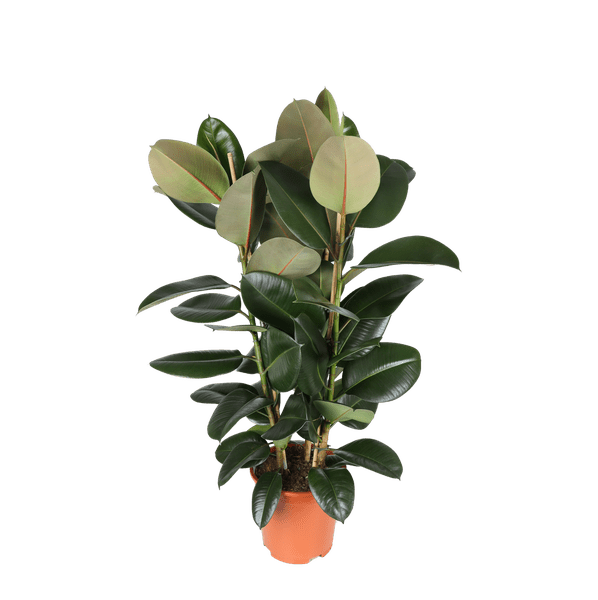 Ficus Elastica Robusta Ø27cm - ↕115cm - Sierplantenshop