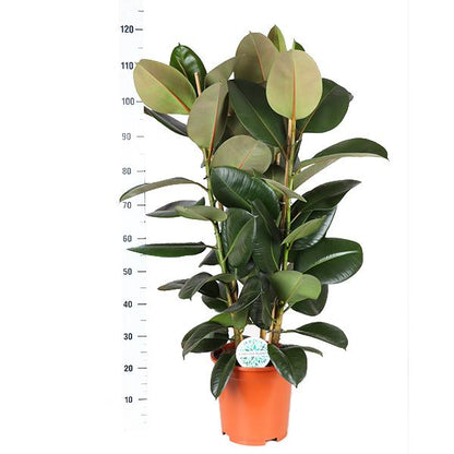 Ficus Elastica Robusta Ø27cm - ↕115cm - Sierplantenshop