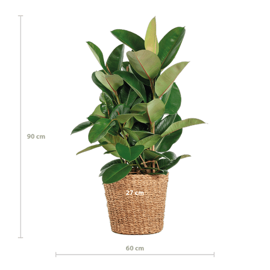 Ficus Elastica Robusta XL met mand Torun - ↕90cm - Ø27 - Sierplantenshop