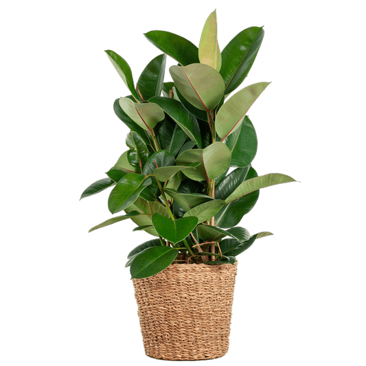 Ficus Elastica Robusta XL met mand Torun - ↕90cm - Ø27 - Sierplantenshop