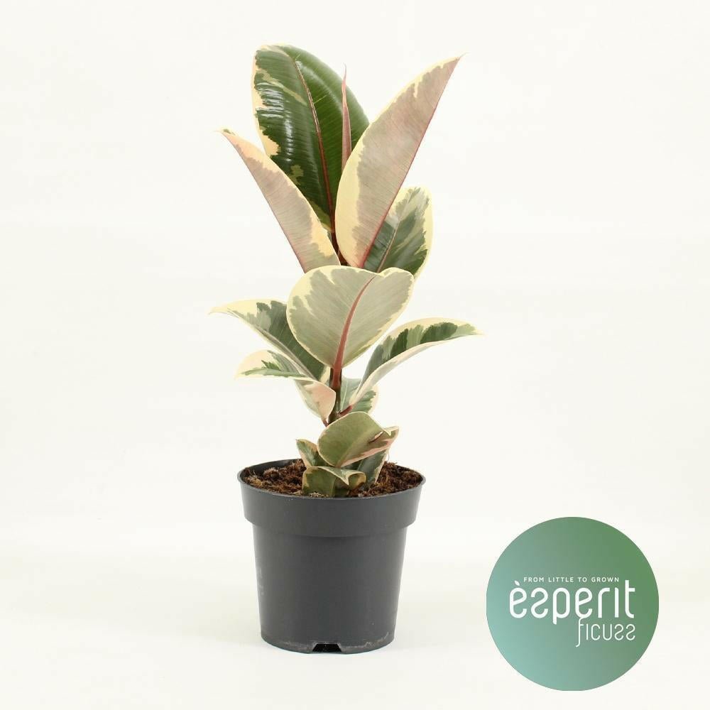 Ficus Elastica Tineke ↕45cm - Ø14 - Sierplantenshop
