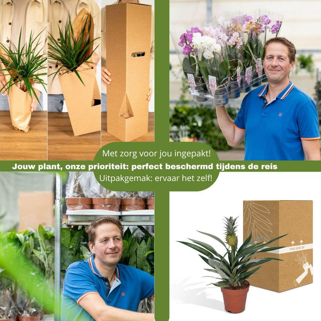 Ficus Elastica Tineke ↕45cm - Ø14 - Sierplantenshop