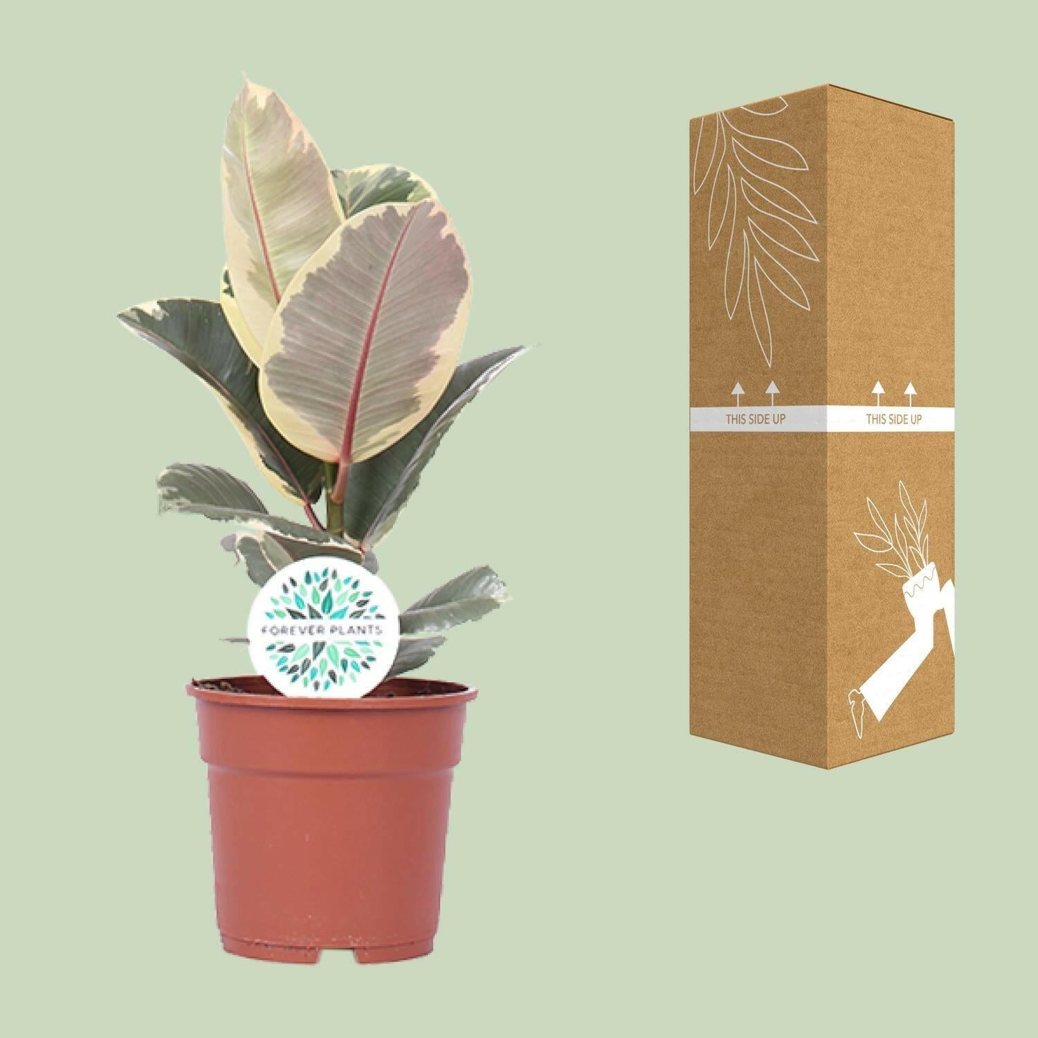 Ficus Elastica Tineke - ↕50cm - Ø17 - Sierplantenshop