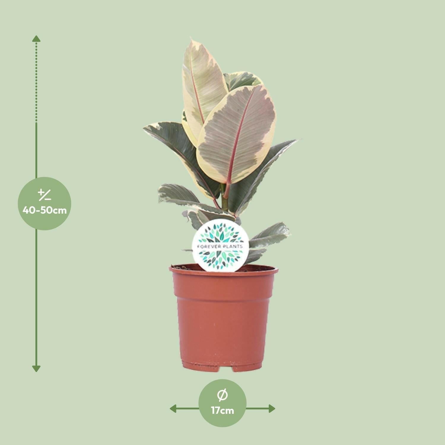 Ficus Elastica Tineke - ↕50cm - Ø17 - Sierplantenshop