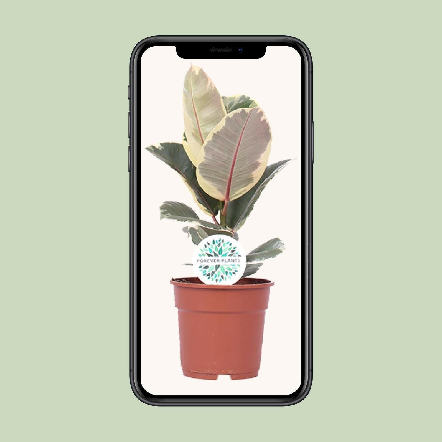 Ficus Elastica Tineke - ↕50cm - Ø17 - Sierplantenshop