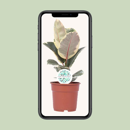Ficus Elastica Tineke - ↕50cm - Ø17 - Sierplantenshop