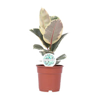 Ficus Elastica Tineke - ↕50cm - Ø17 - Sierplantenshop