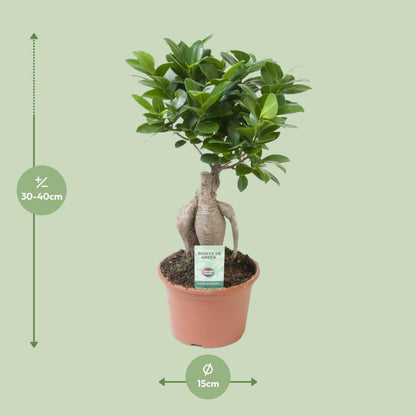 Ficus Ginseng - ↕35cm - Ø14 - Sierplantenshop