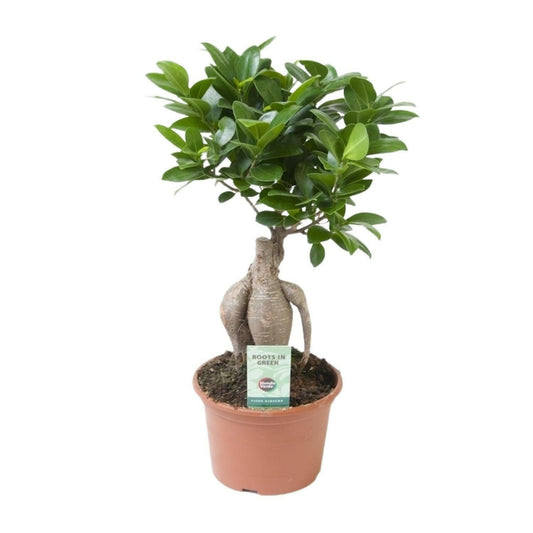 Ficus Ginseng - ↕35cm - Ø14 - Sierplantenshop