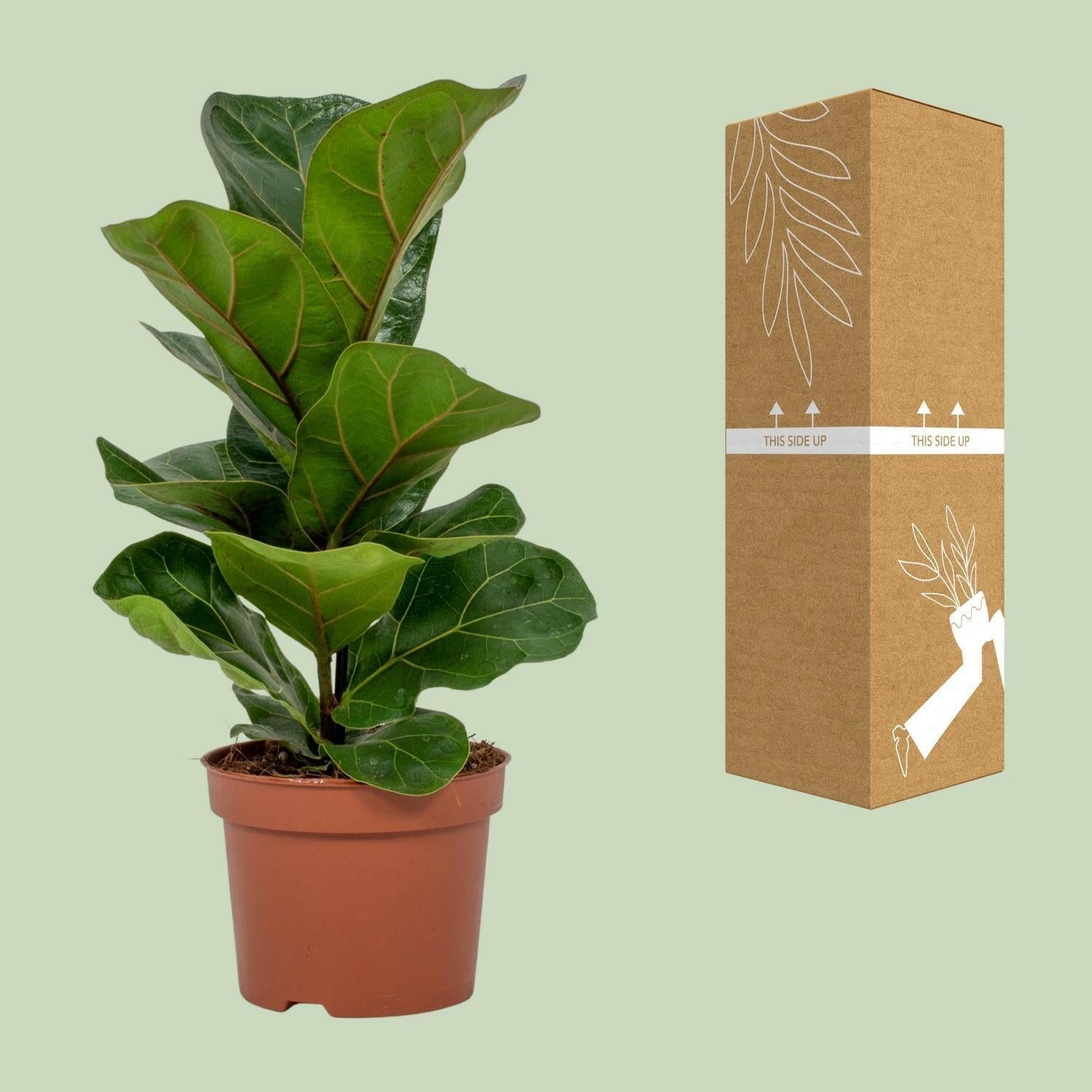 Ficus Lyrata ↕30cm - Ø12 - Sierplantenshop