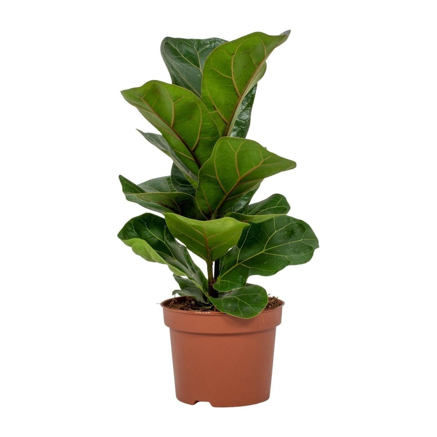 Ficus Lyrata ↕30cm - Ø12 - Sierplantenshop