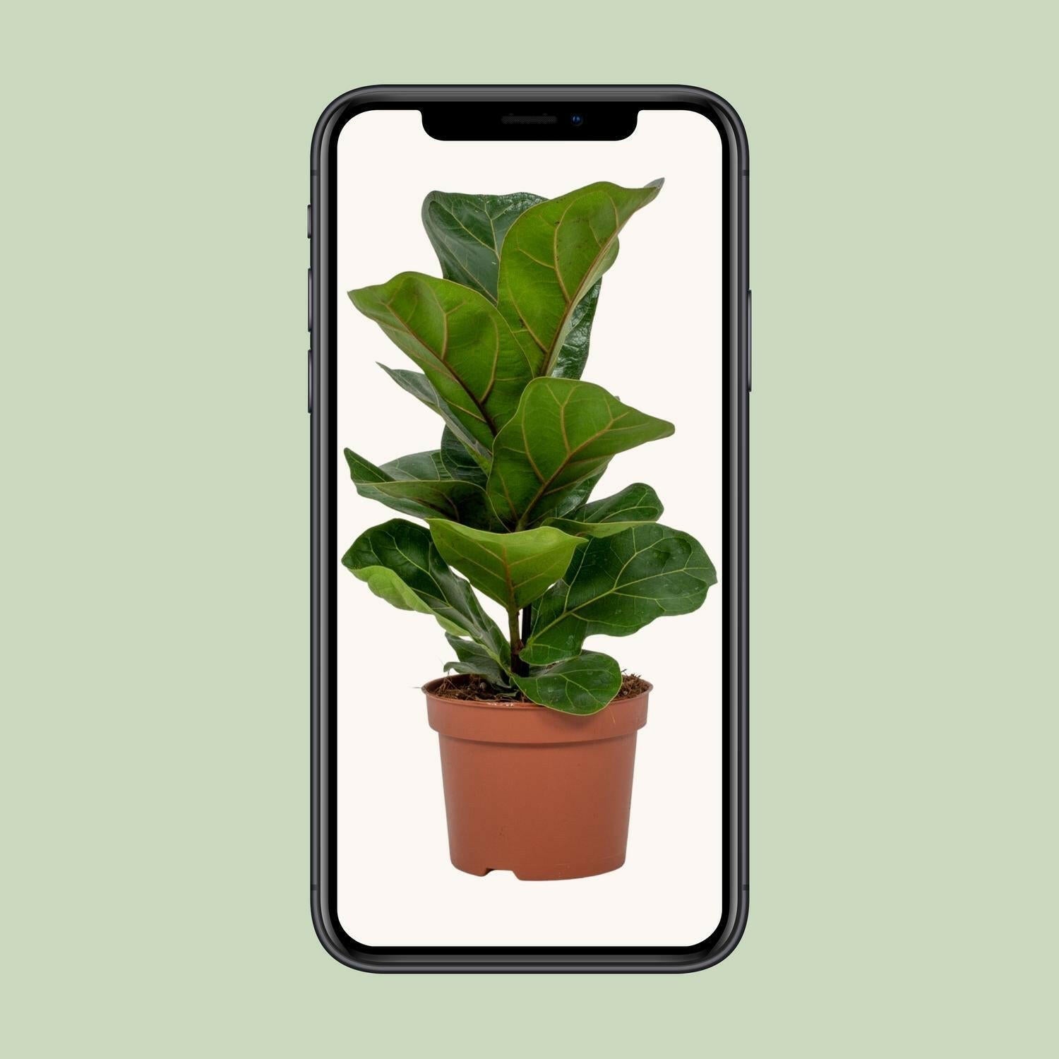 Ficus Lyrata ↕30cm - Ø12 - Sierplantenshop