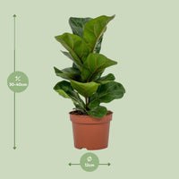 Ficus Lyrata ↕30cm - Ø12 - Sierplantenshop