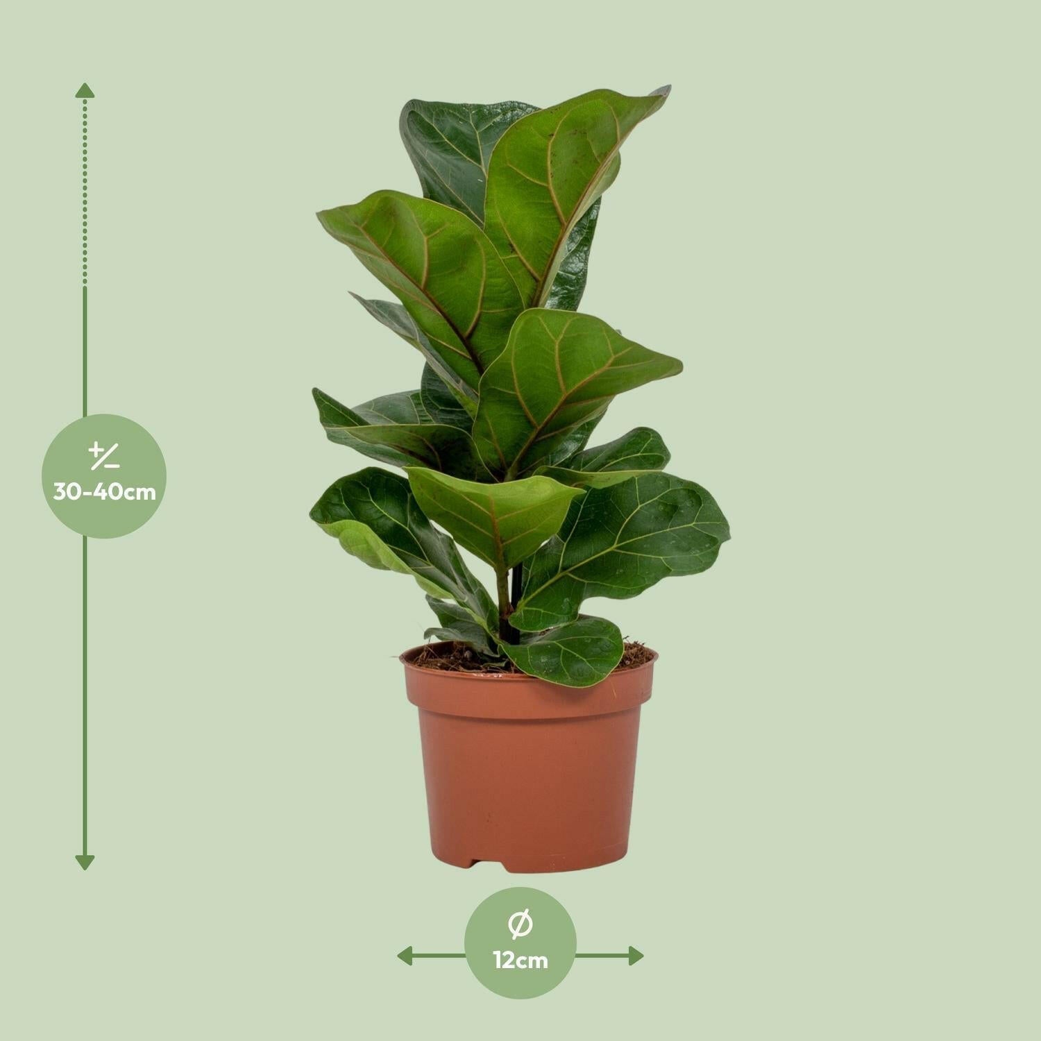 Ficus Lyrata ↕30cm - Ø12 - Sierplantenshop