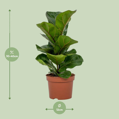 Ficus Lyrata ↕30cm - Ø12 - Sierplantenshop