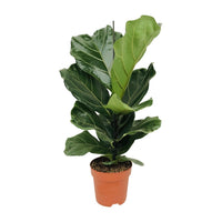 Ficus Lyrata - ↕75cm - Ø21 - Sierplantenshop