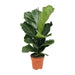 Ficus Lyrata - ↕75cm - Ø21 - Sierplantenshop